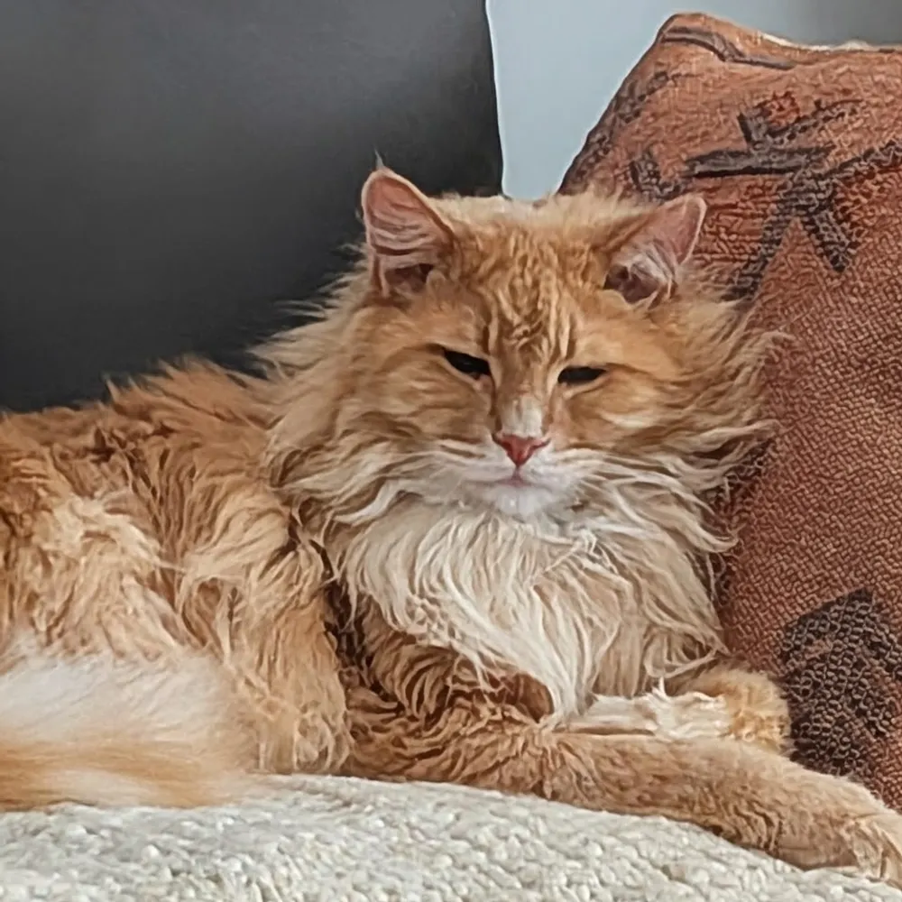 gingercatdusty.bsky.social's profile picture