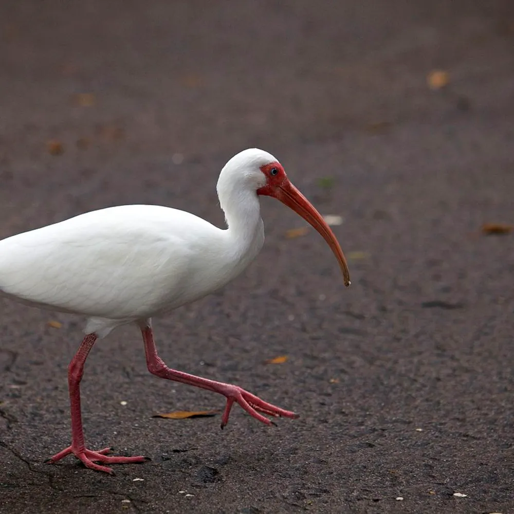 preposterousgreen.bsky.social's profile picture