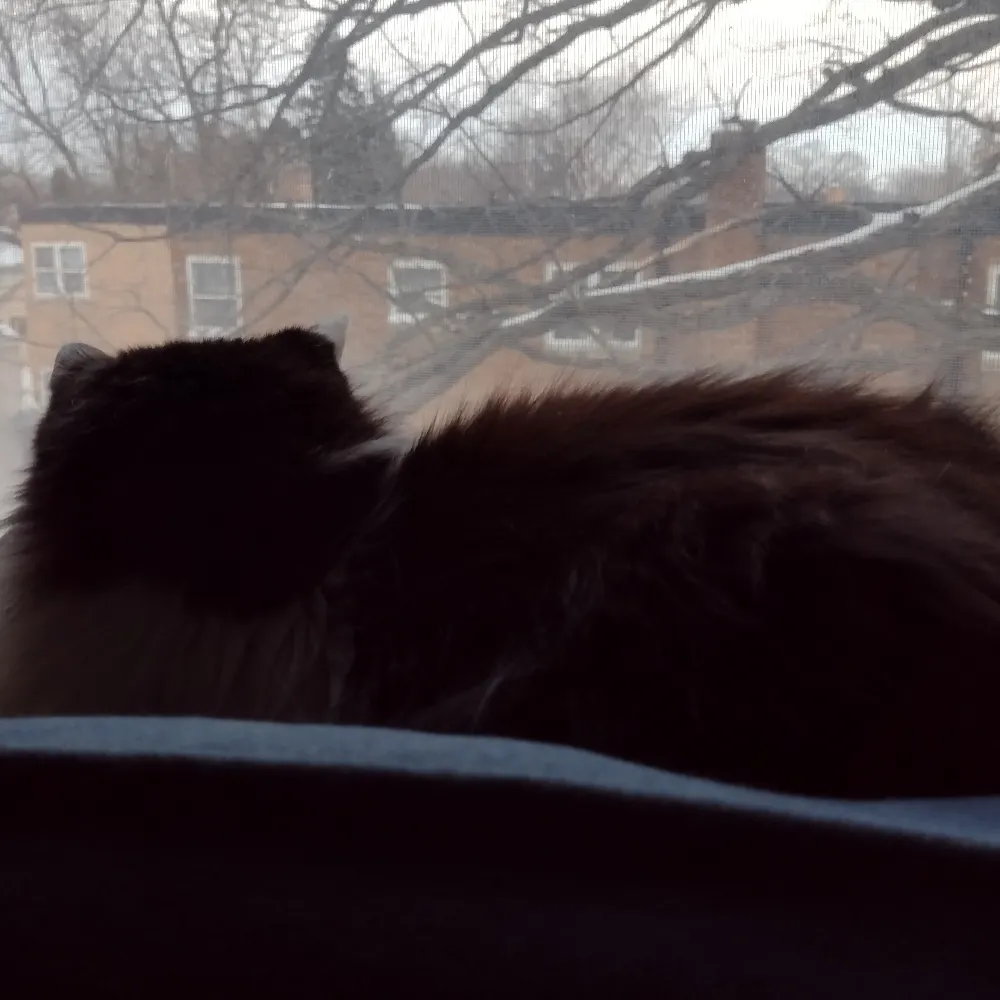 noelieannporter.bsky.social's profile picture