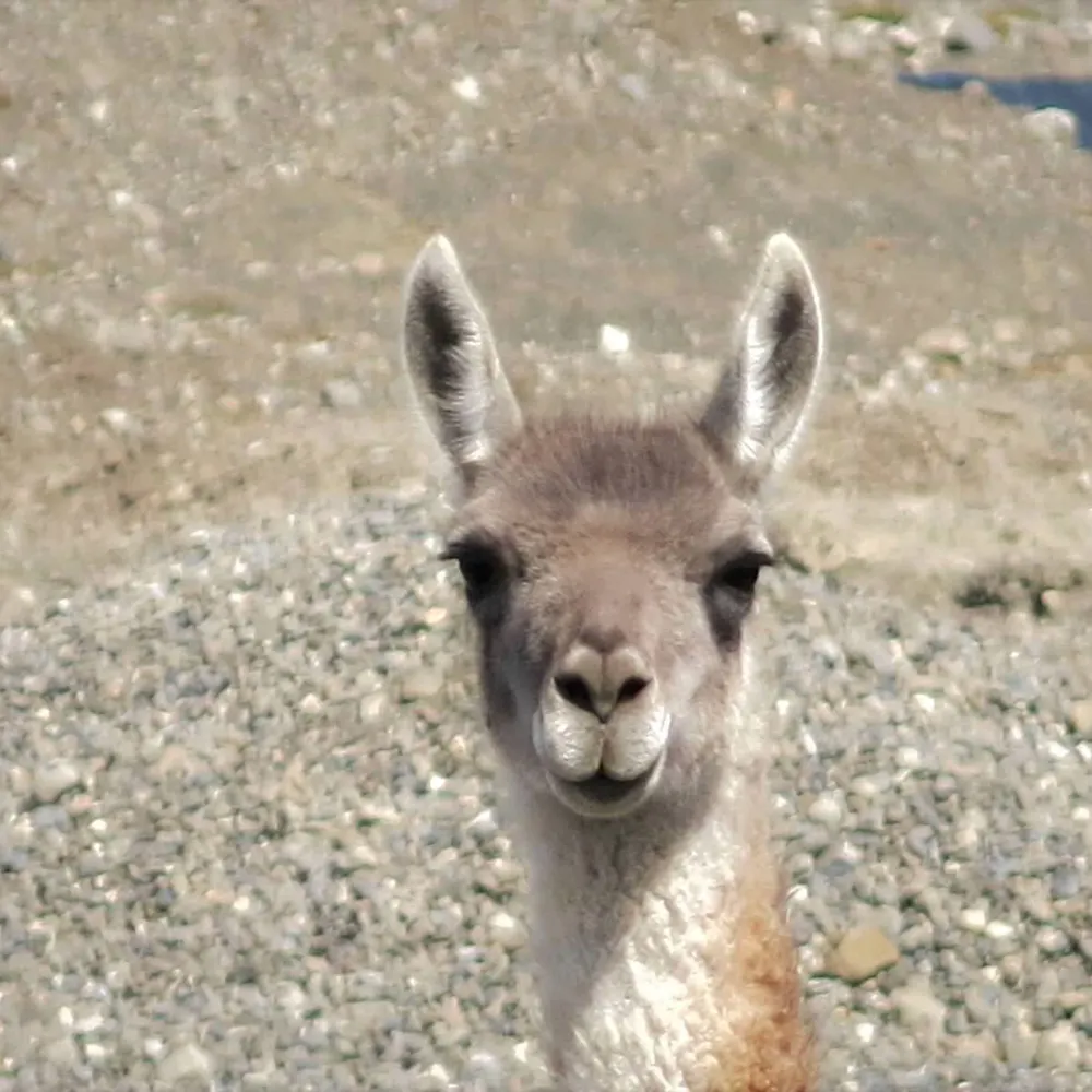 kktheexplorer.bsky.social's profile picture