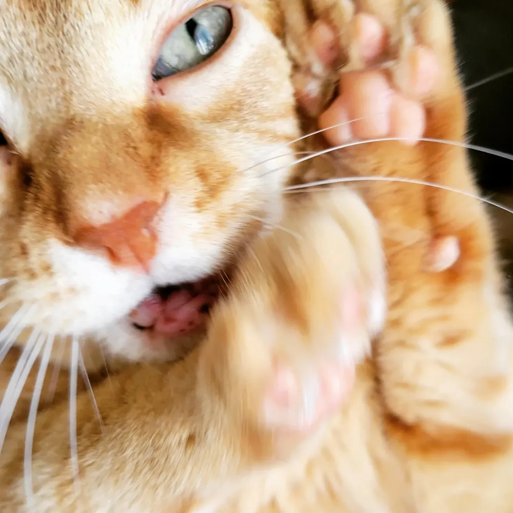 jammycrumpets.bsky.social's profile picture