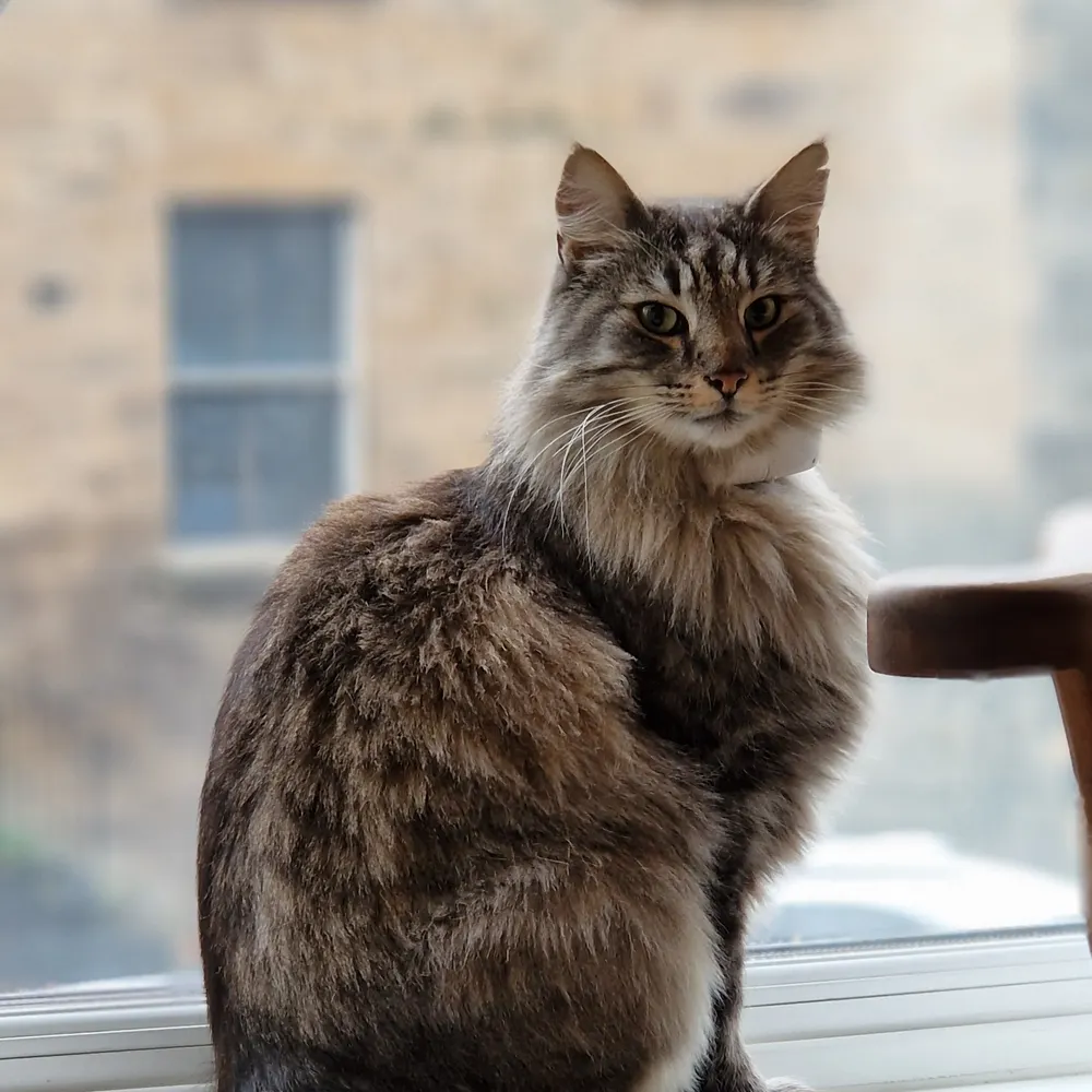 lenatc.bsky.social's profile picture