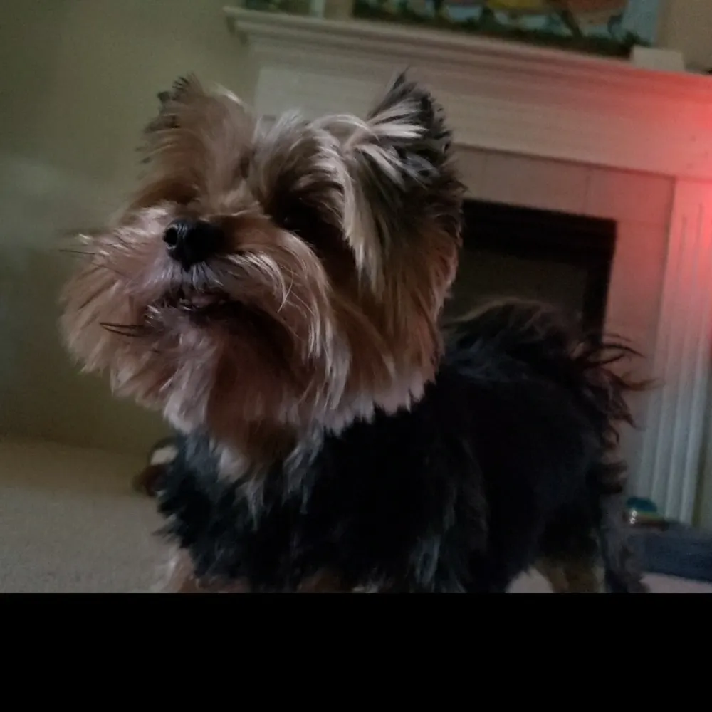 fizzlebah.bsky.social's profile picture