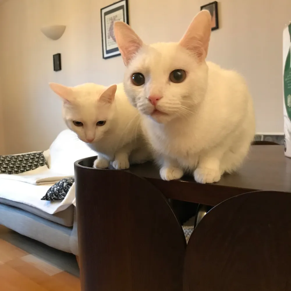 cptjspaulding.bsky.social's profile picture