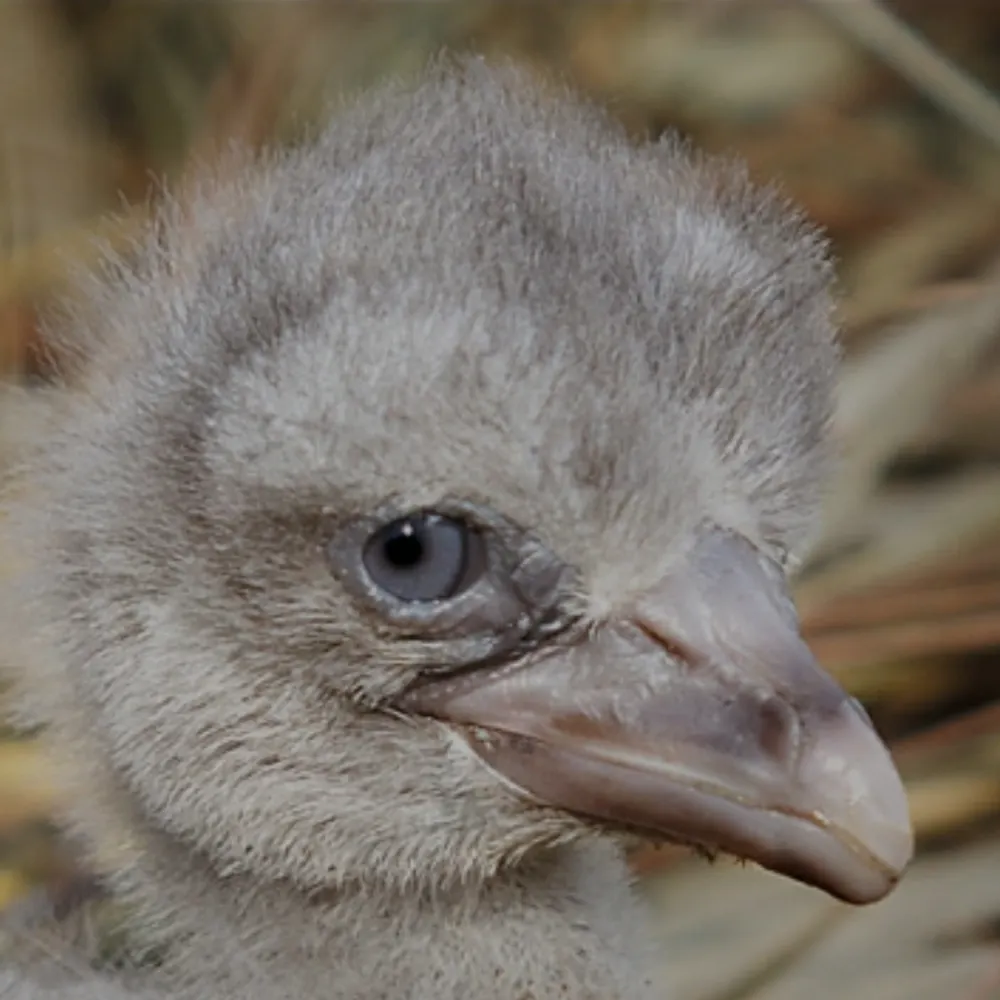 joaquinphonics.bsky.social's profile picture