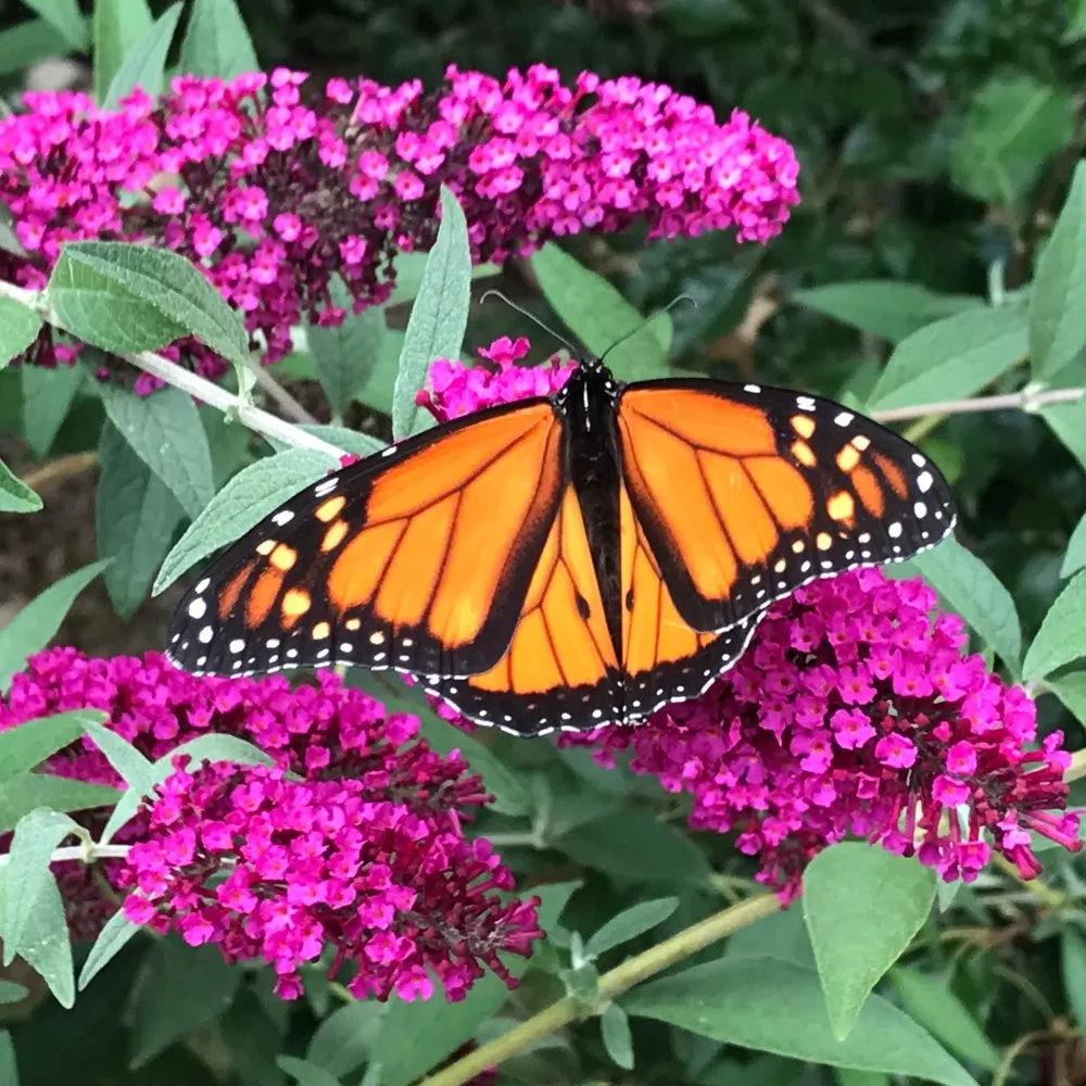 jammiepiece.bsky.social's profile picture