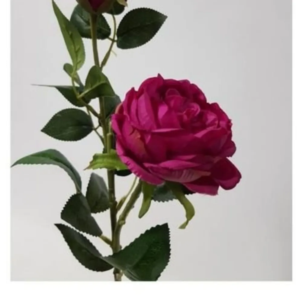 roserosey.bsky.social's profile picture