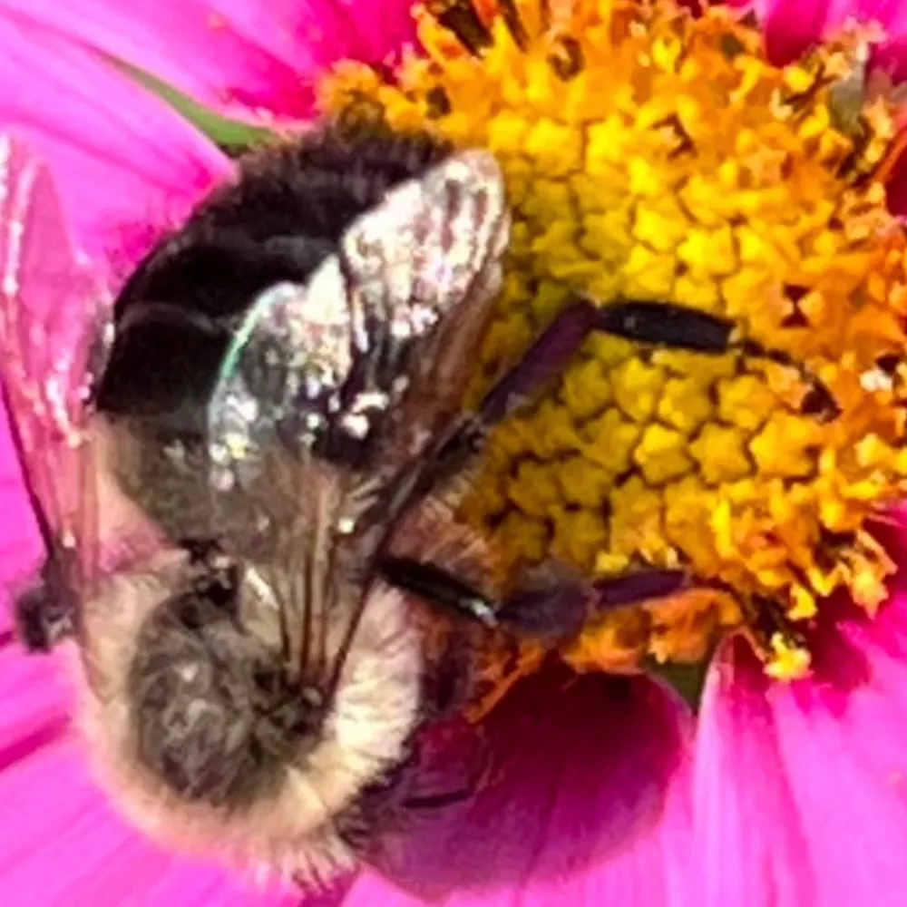 busybusybee.bsky.social's profile picture