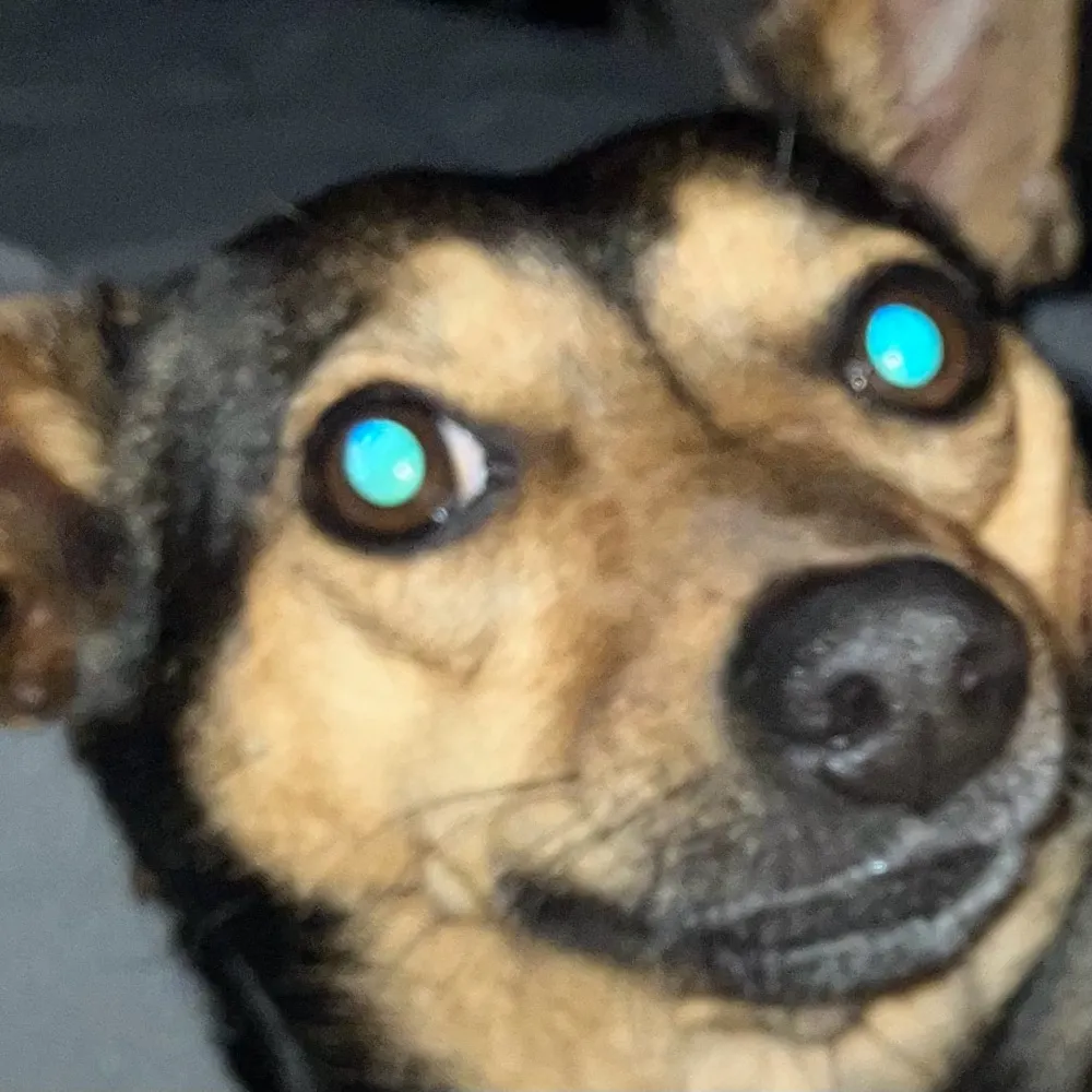 stinky-doggy.bsky.social's profile picture