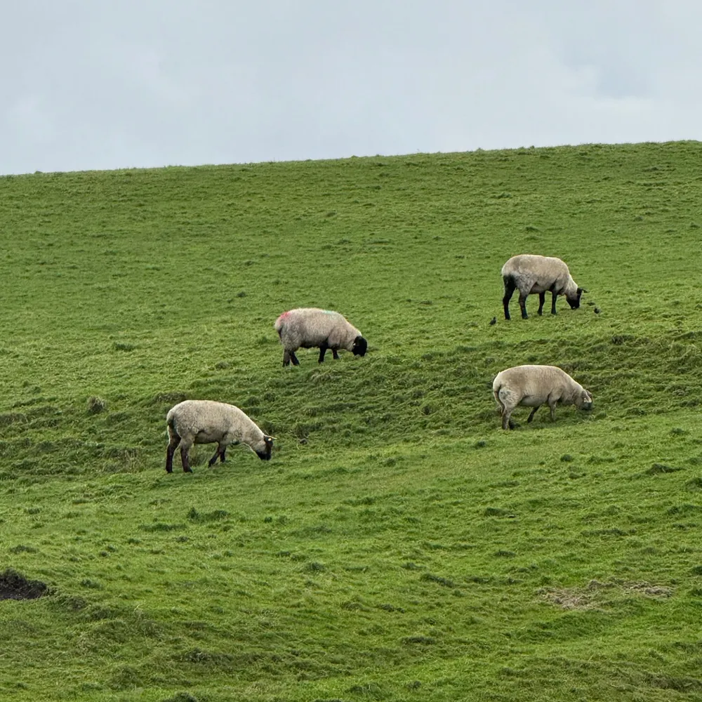 l-ib.bsky.social's profile picture