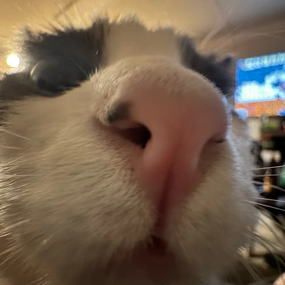 prettybadthief.bsky.social's profile picture