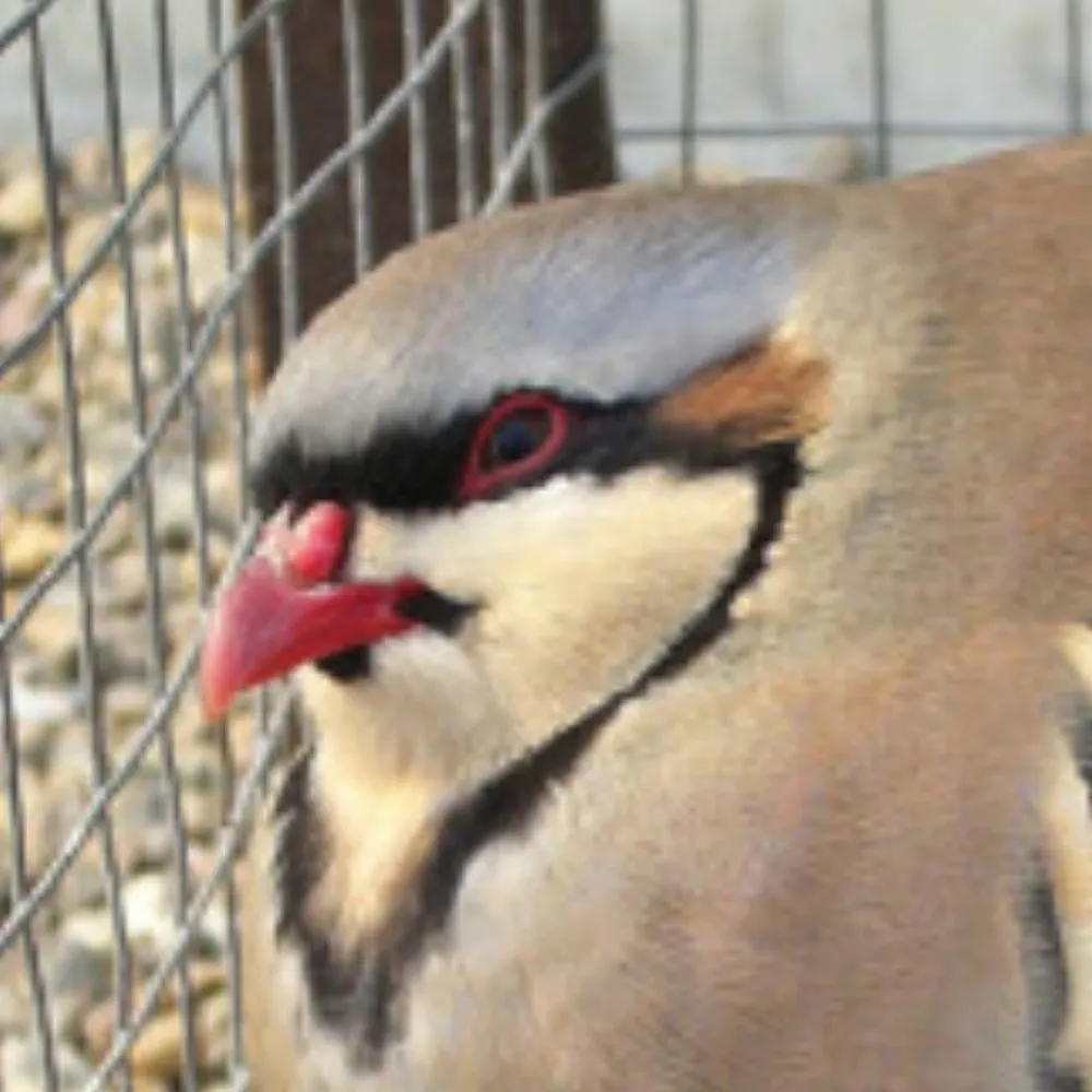 alicedyeforme.bsky.social's profile picture