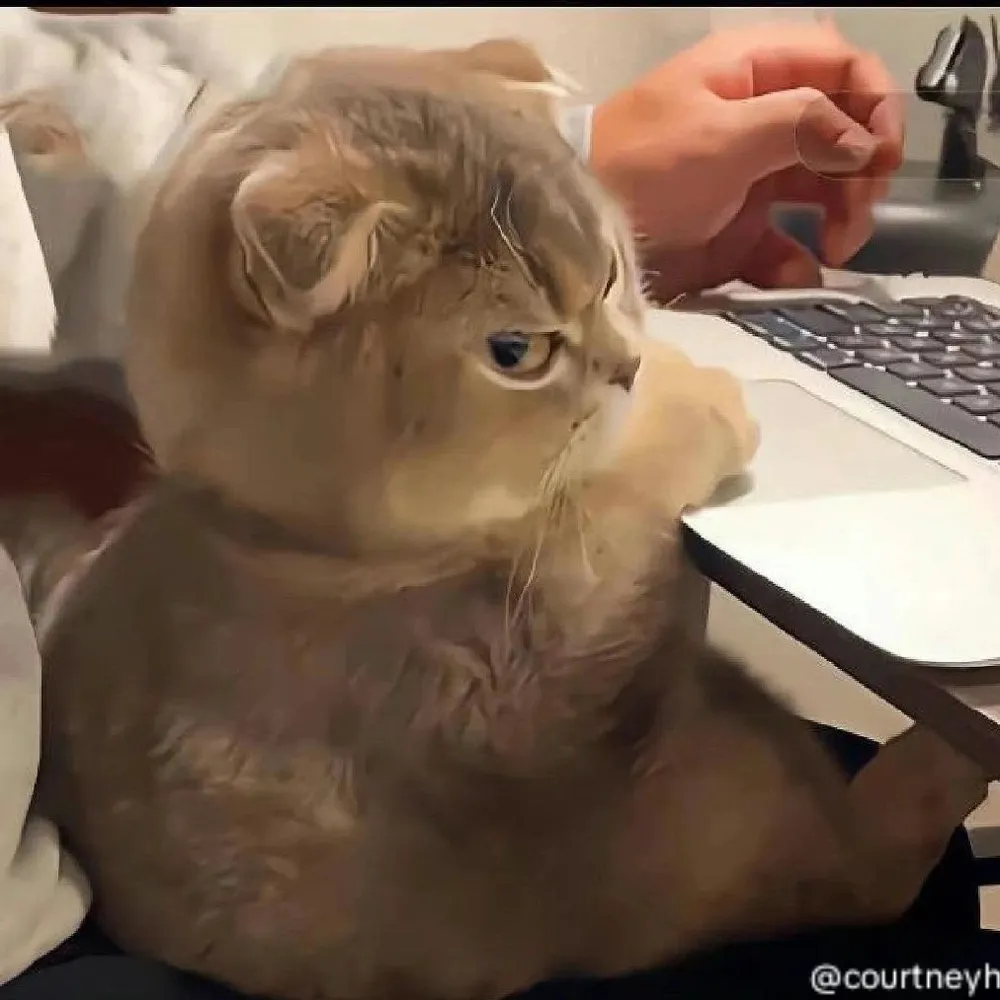 thehawkledger.bsky.social's profile picture