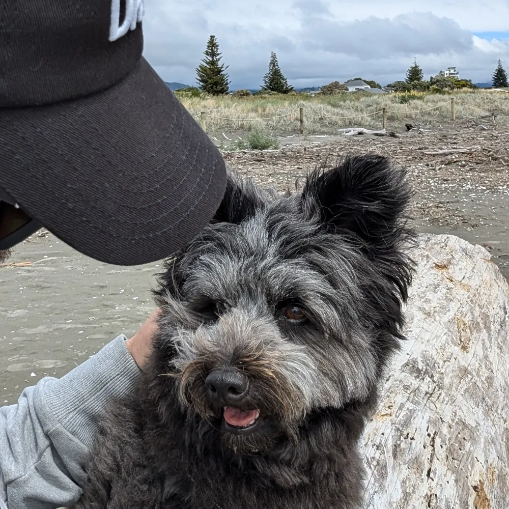 aotearoa-nz.bsky.social's profile picture