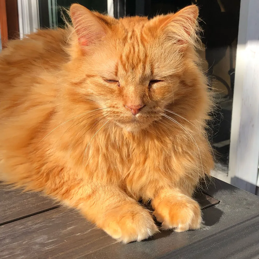 tmady.bsky.social's profile picture