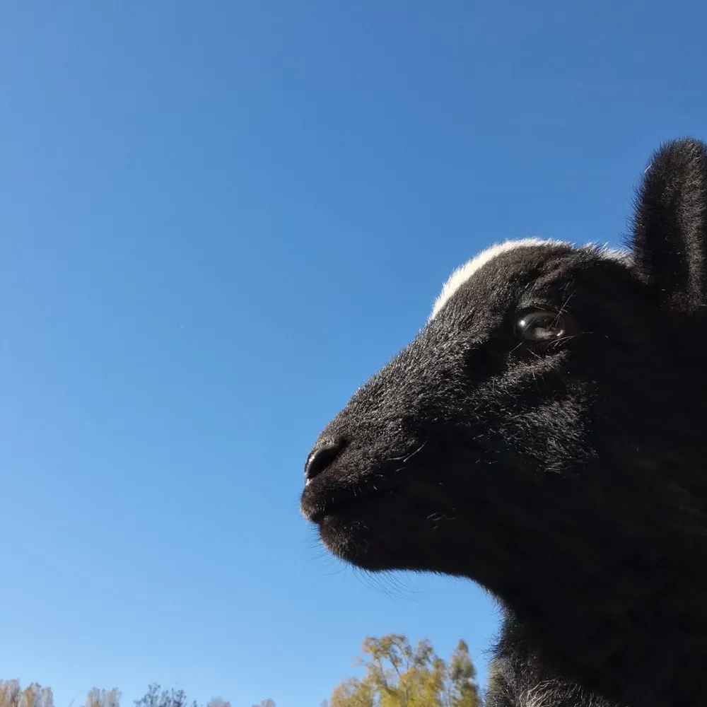 guebo.eurosky.social's profile picture