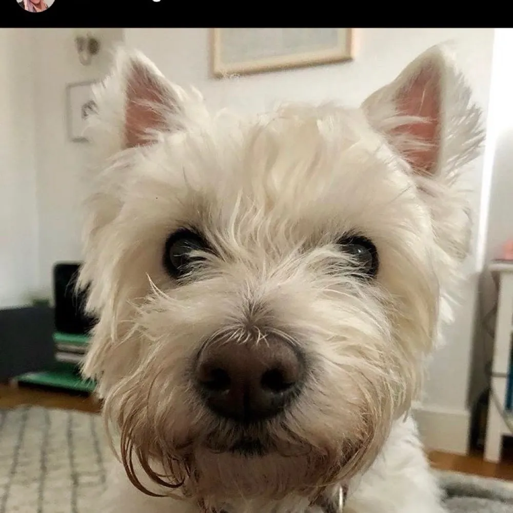 petersbeaumont1.bsky.social's profile picture