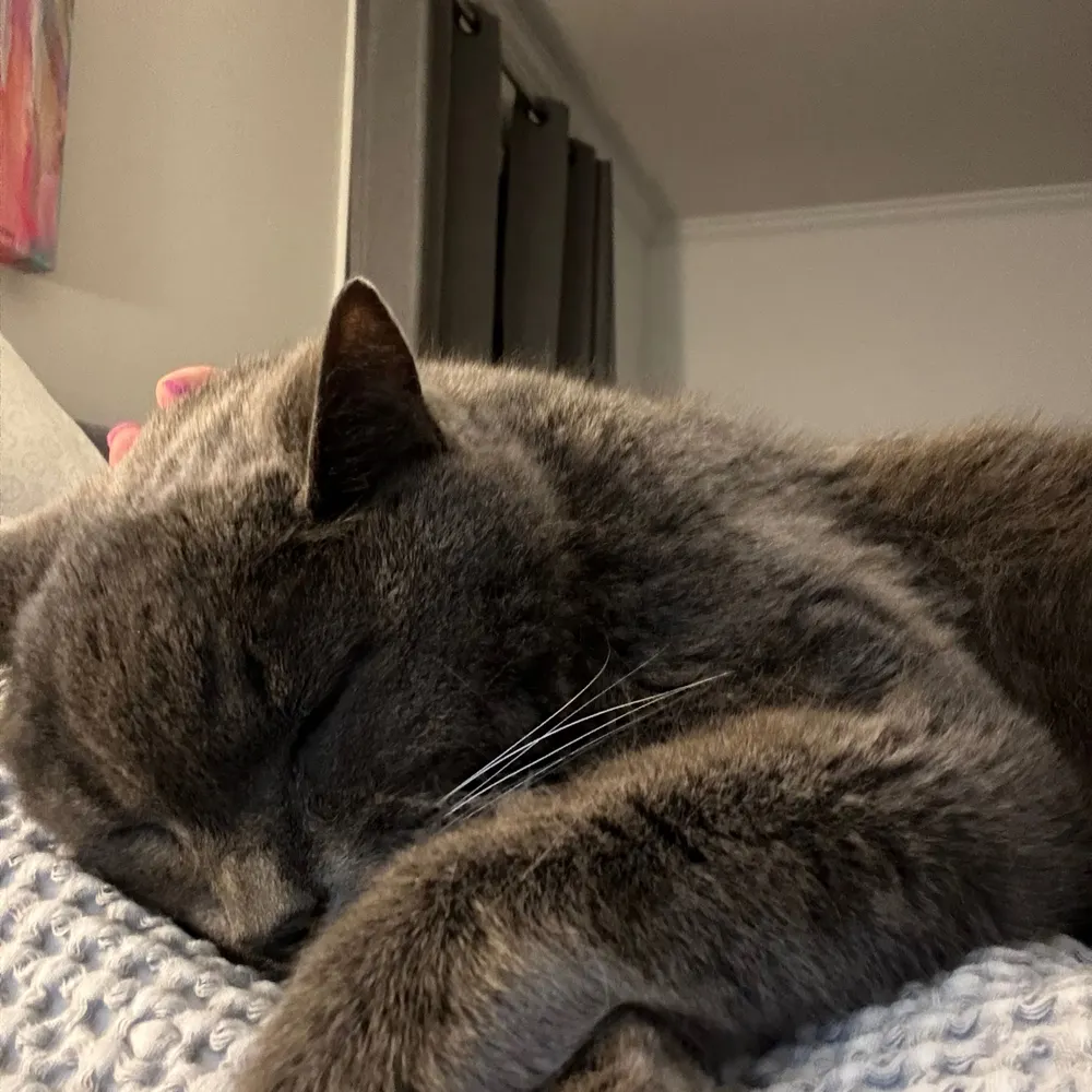 mizpie.bsky.social's profile picture