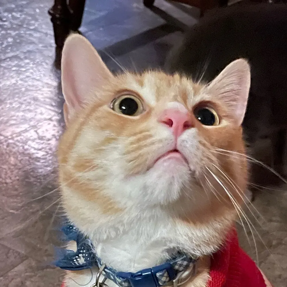 gawth.bsky.social's profile picture