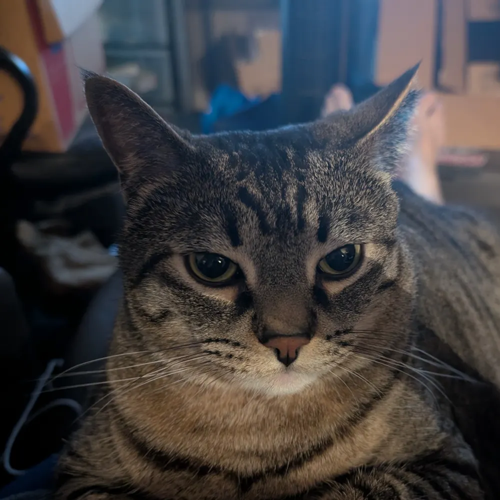 democratcatmom.bsky.social's profile picture