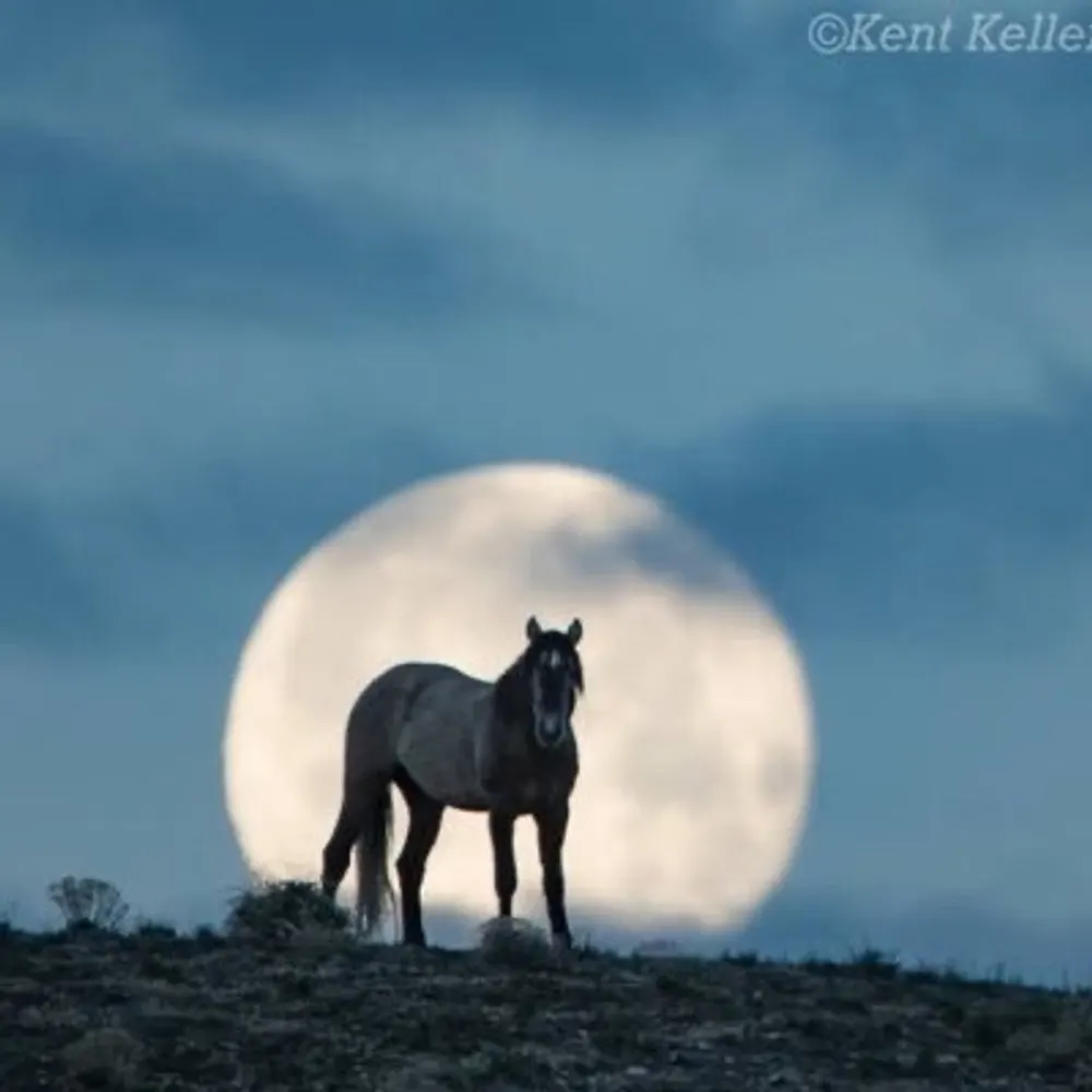 climateelf.bsky.social's profile picture