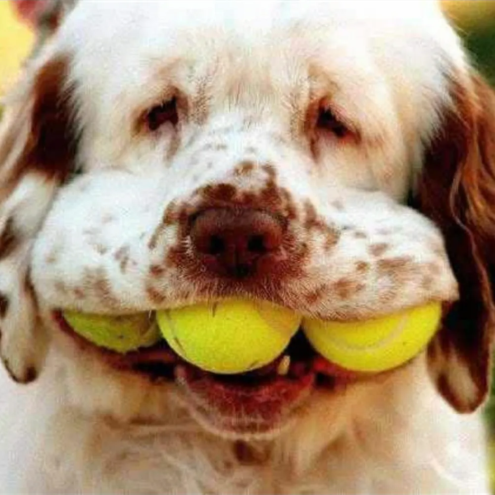 honestthief.bsky.social's profile picture