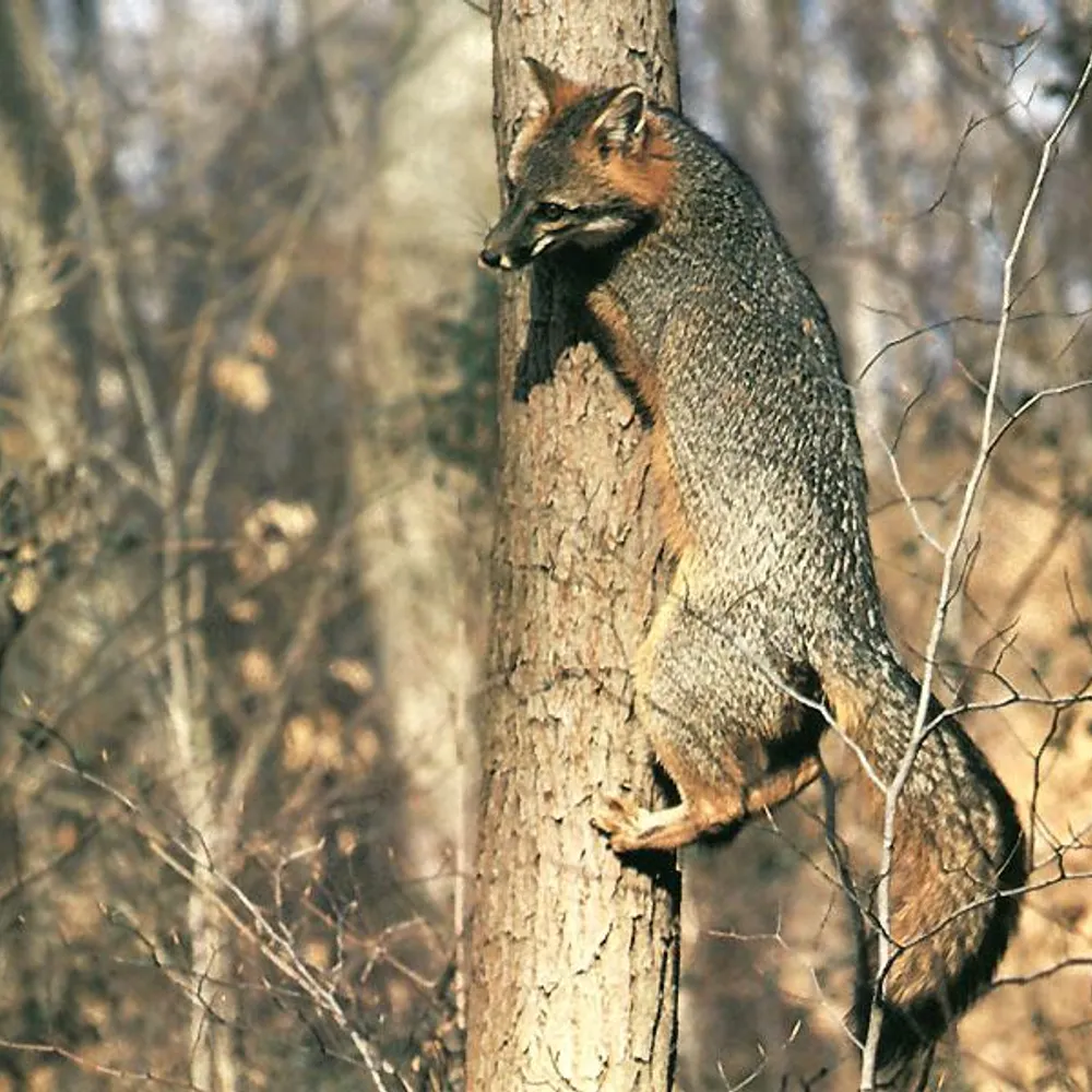 islandfox.bsky.social's profile picture