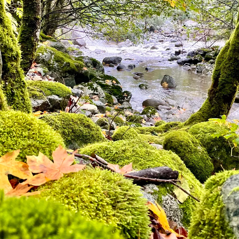 outdoorsolace.bsky.social's profile picture