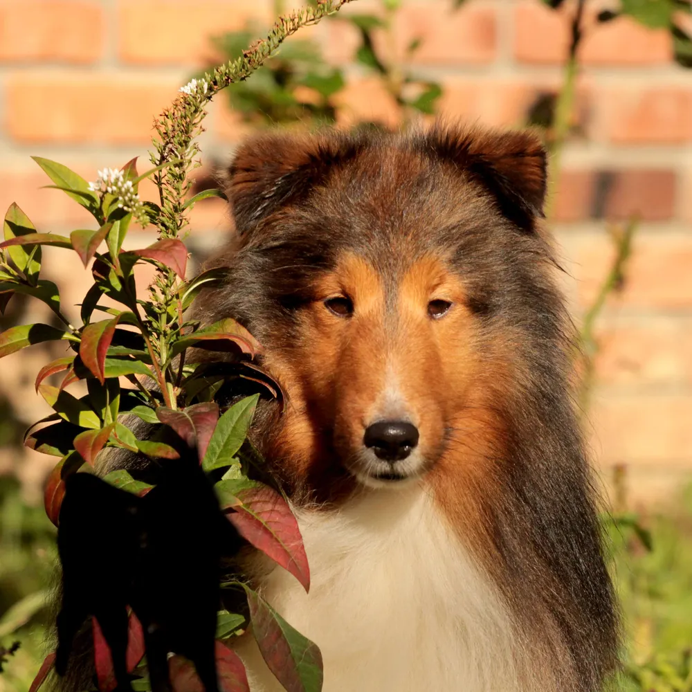 trolph.bsky.social's profile picture