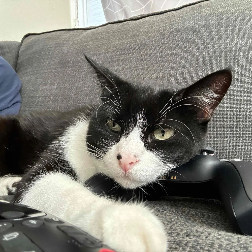 existentialcat.bsky.social's profile picture