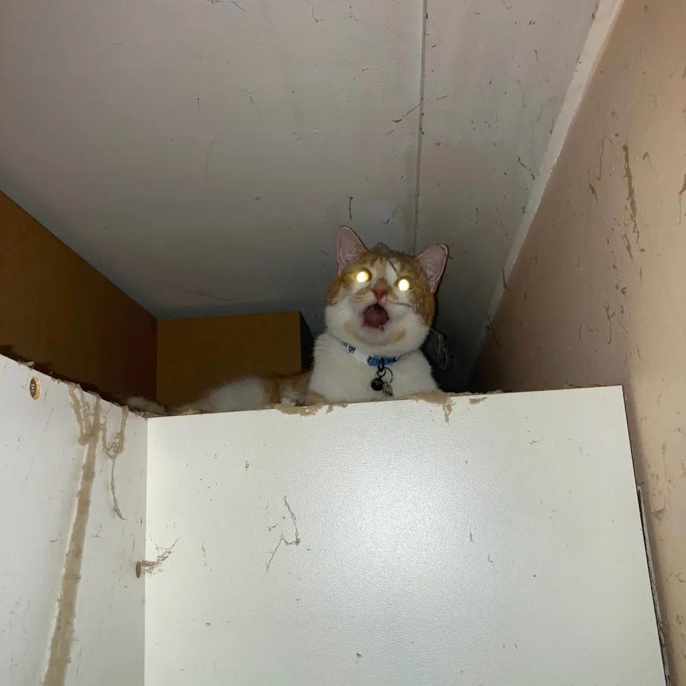 invertiert.bsky.social's profile picture