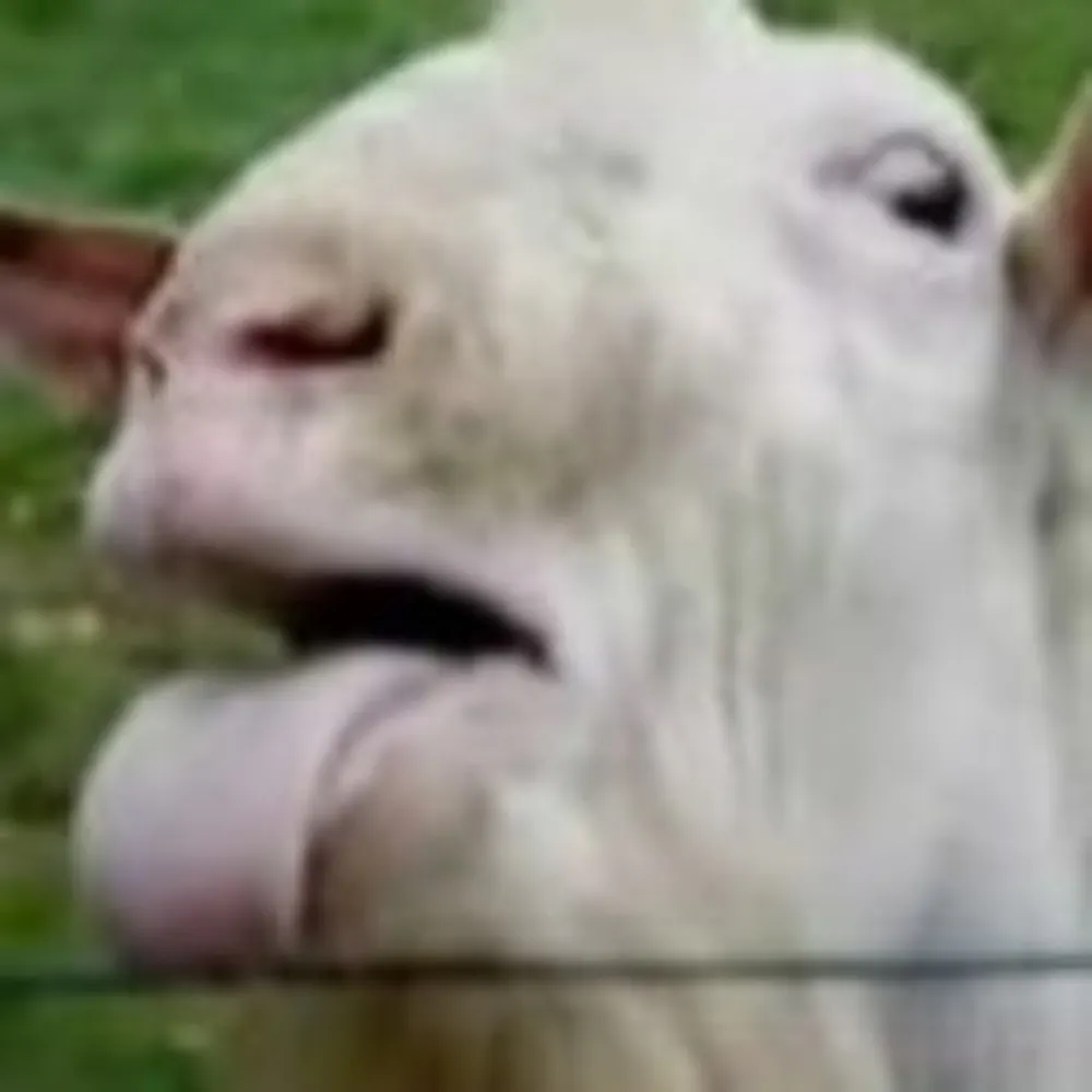 nectere.bsky.social's profile picture