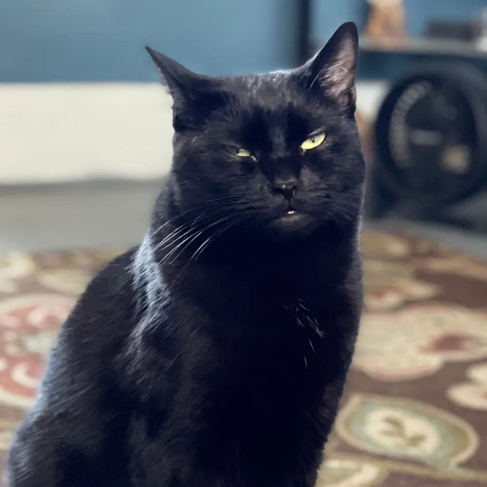 dittie.sheshed.rocks's profile picture