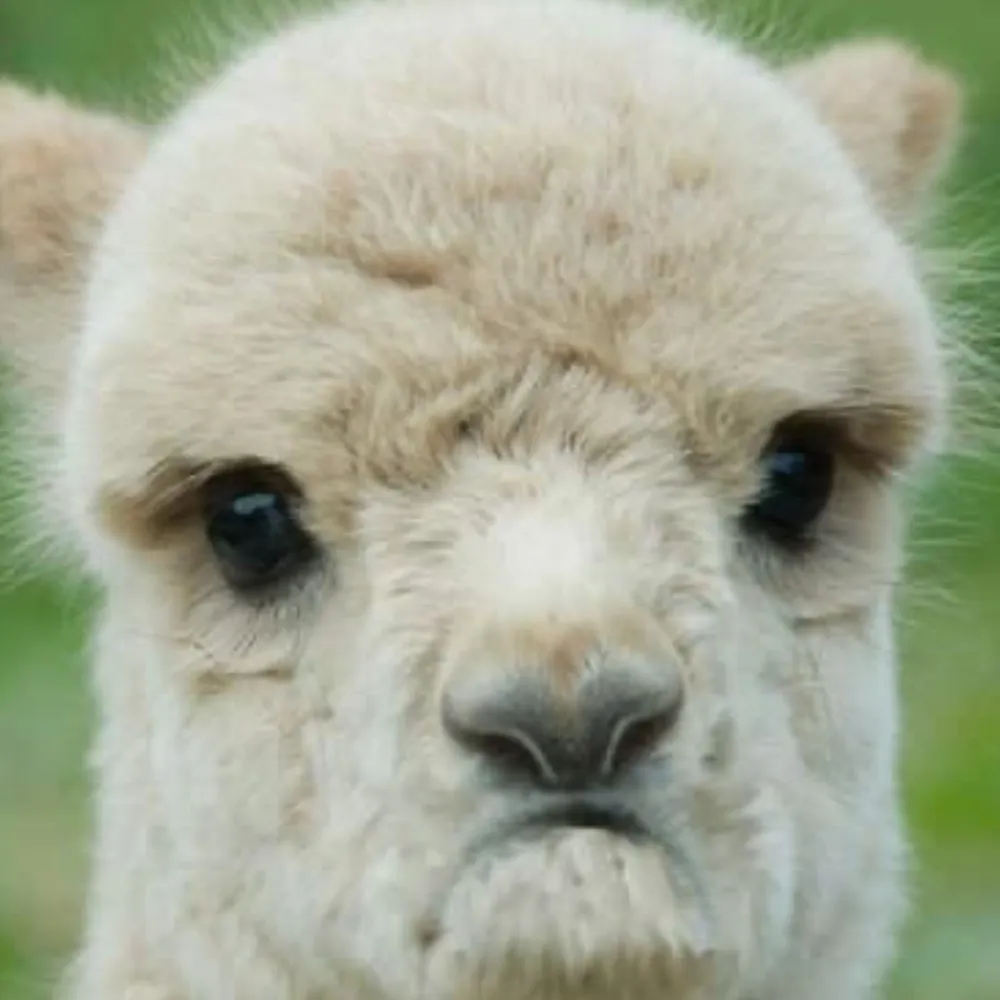 lauraclemens.bsky.social's profile picture