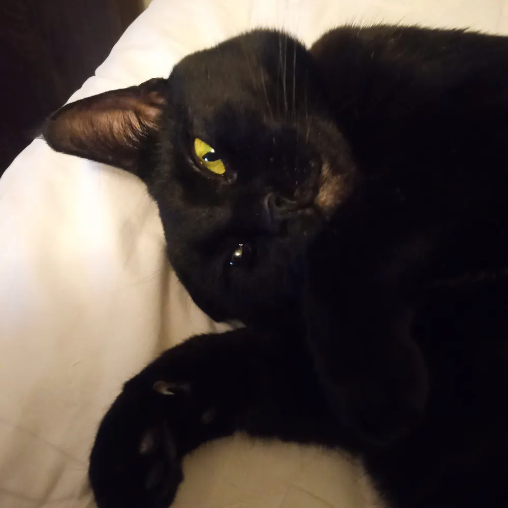 verblecatagain.bsky.social's profile picture