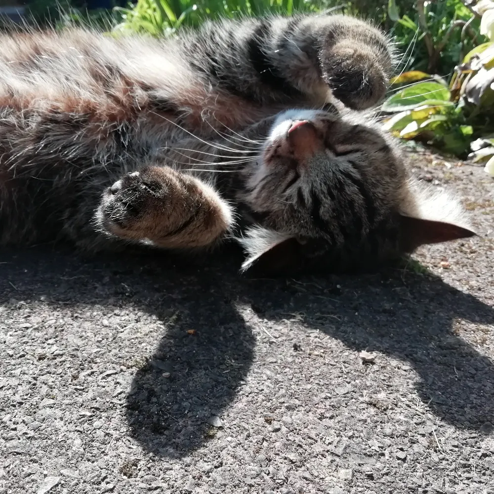 mado007.bsky.social's profile picture