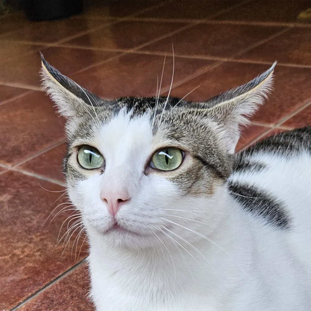 fortisradix.bsky.social's profile picture