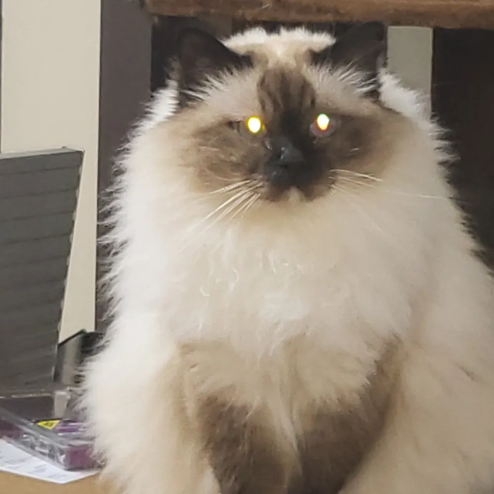 yodamonkey2.bsky.social's profile picture