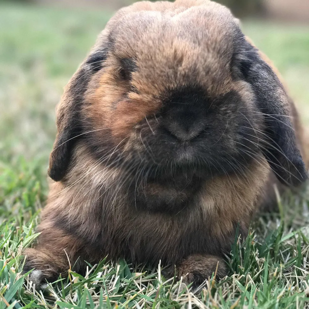 auntifafa.bsky.social's profile picture