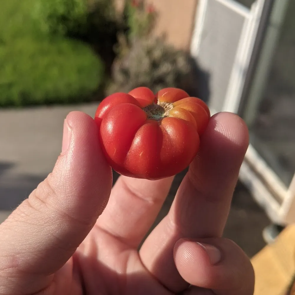 tomatejoe.bsky.social's profile picture