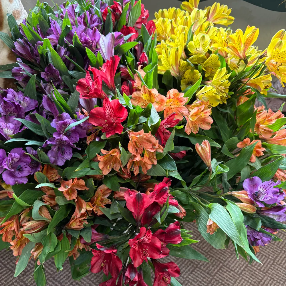 reallowvibe.bsky.social's profile picture