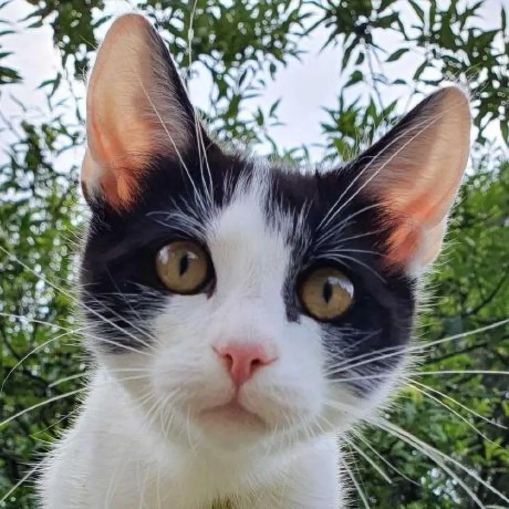 patak.cat's profile picture