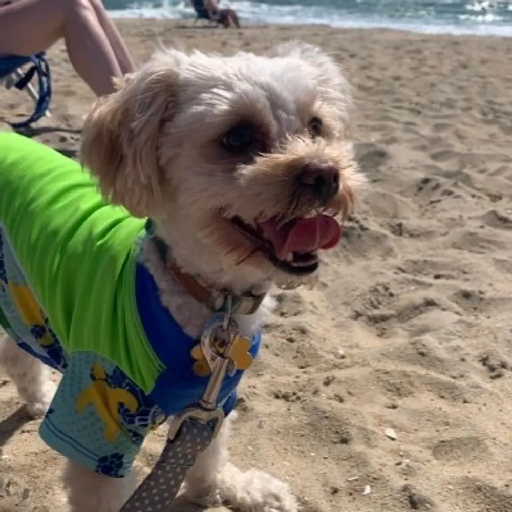 lovemypupper.bsky.social's profile picture