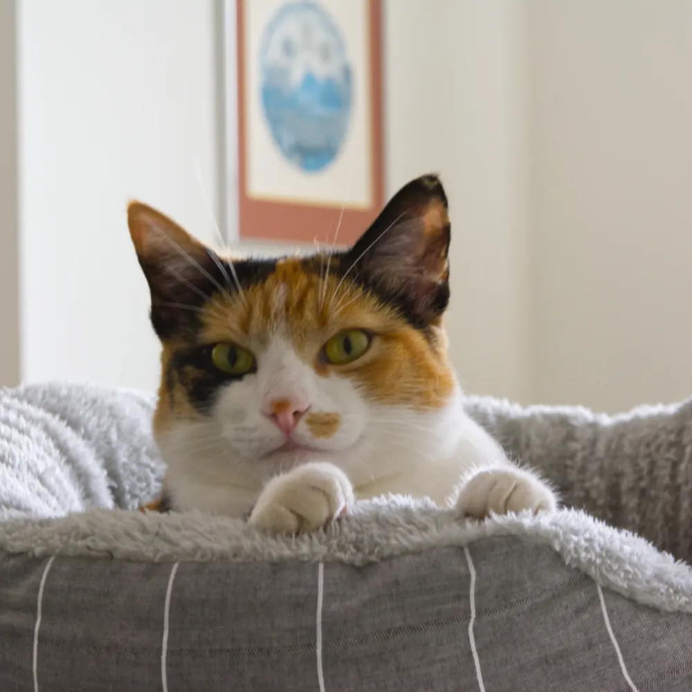 delilahshadow.bsky.social's profile picture