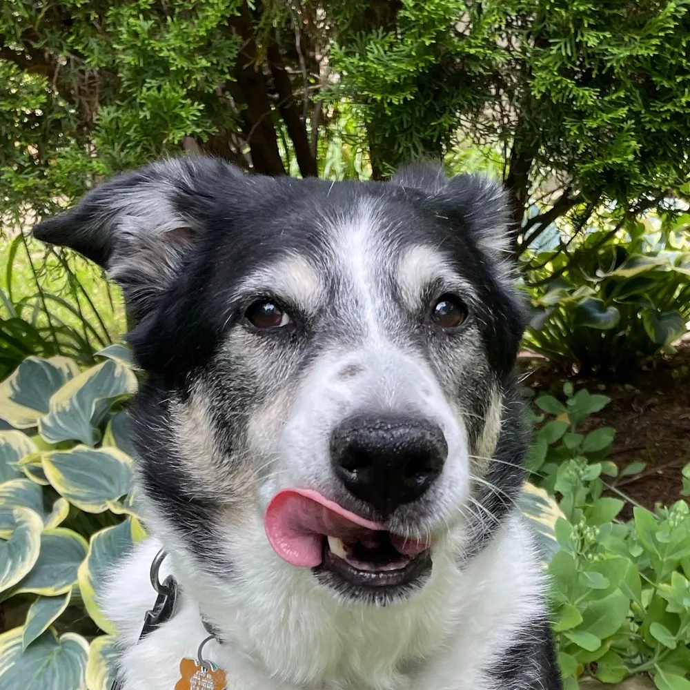 ivancich.bsky.social's profile picture