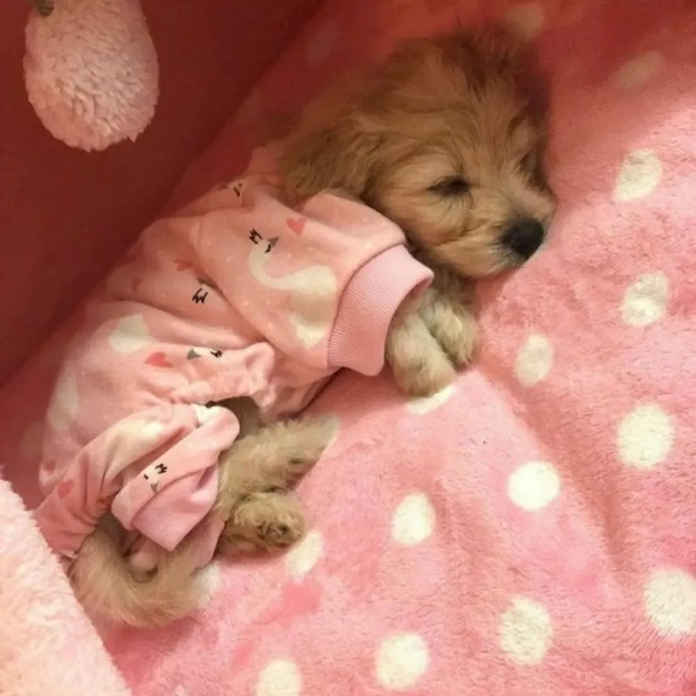 entropydog.bsky.social's profile picture