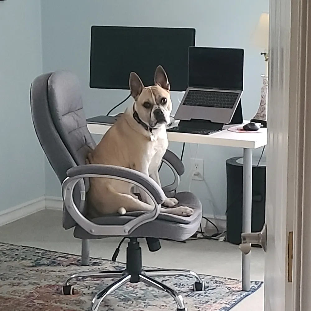 zf-lang.bsky.social's profile picture