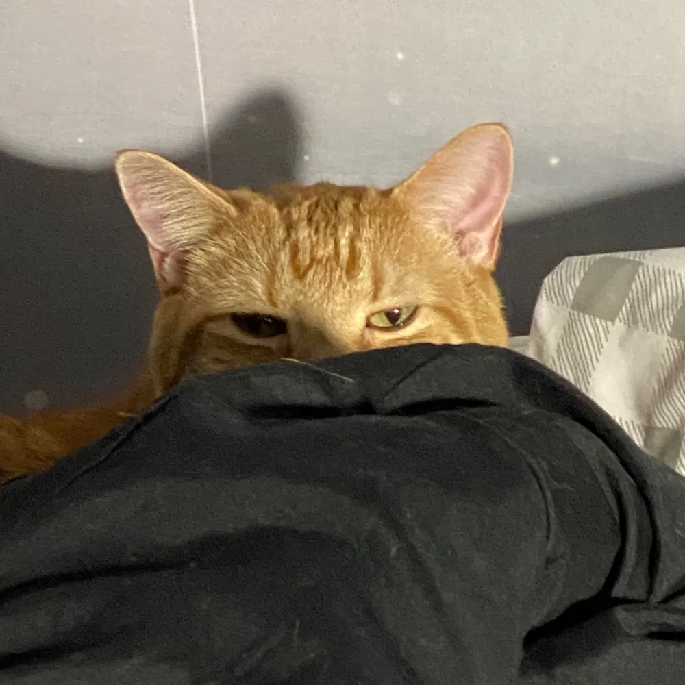 cenobiteyogapunk.bsky.social's profile picture