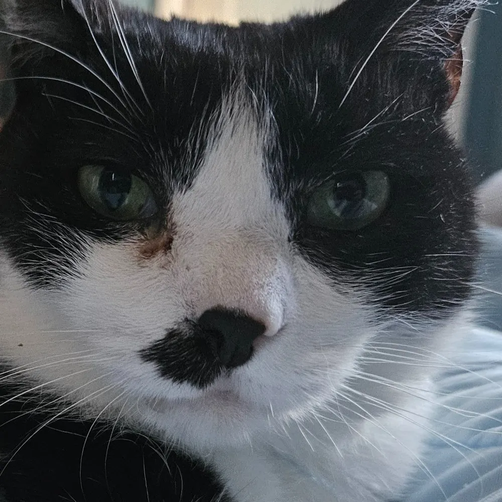 kodiakwoodchuck.bsky.social's profile picture