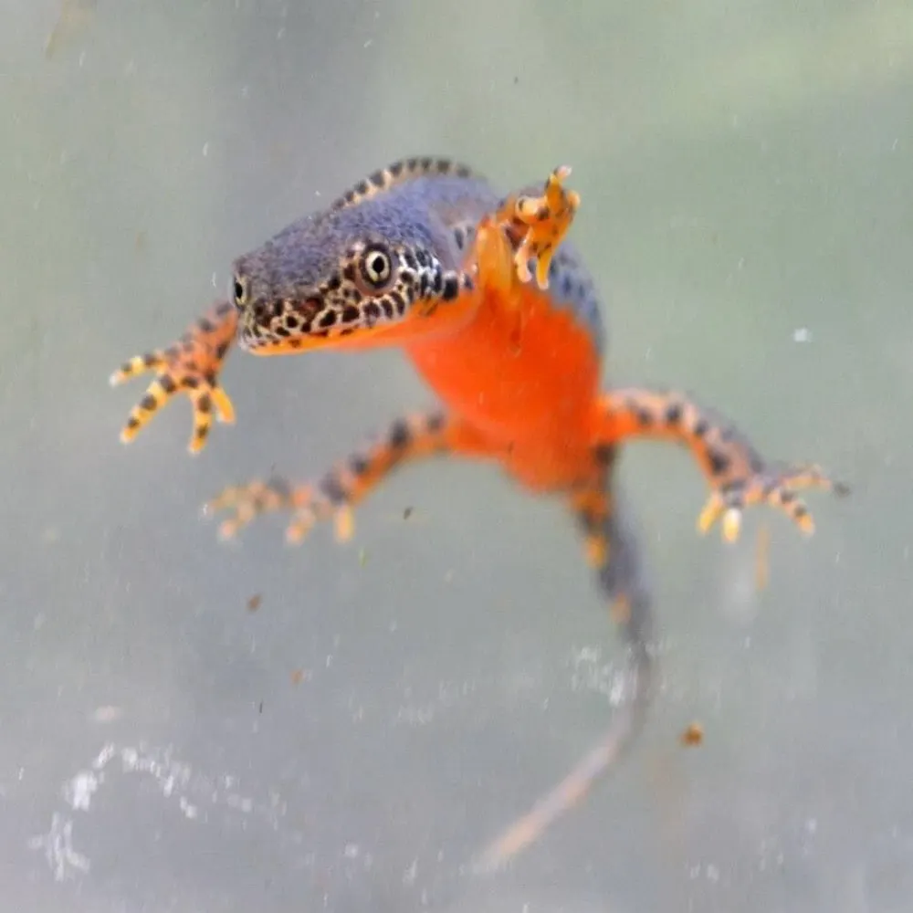 chocobokko.bsky.social's profile picture